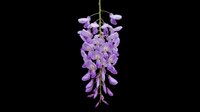 Wisteria flower branch with cascading purple blooms, isolated on transparent background, ready for t-shirt design, stickers, clipart, print on demand, and sublimation.