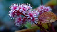Pink and white fringed flowers with serrated petals bloom on branch with reddish-brown leaves against soft blurred background for nature designs.