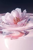 Delicate pink cherry blossom floating on water surface with gentle ripples and water drops, creating serene spa-like atmosphere in soft natural lighting.