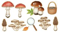 Mushroom and fungi collection with red amanita, brown edible varieties, magnifying glass and wicker basket isolated on white background for educational, culinary and design projects.