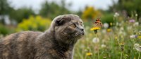 Curious otter observing a butterfly in a wildflower meadow, wildlife and nature exploration for educational and environmental content.