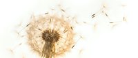 Mature dandelion seedhead with dispersing seeds floating against white background, symbolizing growth, change, and natural life cycles for botanical and nature designs.
