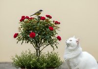 White cat looking up at small bird perched on red flowering tree against neutral background, surrounded by green foliage for home decor and pet-themed designs.