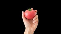 Fresh red tomato held in hand, isolated on transparent background. Ready for t-shirt design, clipart, stickers, print-on-demand products and sublimation projects.