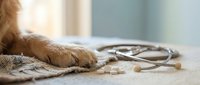 Closeup of cat paw resting on fabric with stethoscope and pills nearby, representing veterinary care, pet health checkup, and animal medicine treatment.