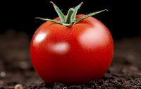 Fresh ripe red tomato with green stem and water droplets on dark soil background, macro photography showing texture and natural moisture.
