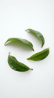 Fresh green tea leaves isolated on white background, ready for design use in beverage, wellness and culinary projects.