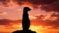 Meerkat silhouette standing alert on rock against dramatic orange sunset sky with clouds. Wildlife nature scene for conservation awareness campaigns.