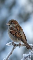 Small brown sparrow perched on frost-covered branch in winter, with snow-dusted plumage and alert posture. Wildlife and nature photography.