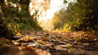 Autumn forest path covered with fallen leaves creating warm golden bokeh light through trees during sunset for seasonal nature backgrounds.