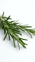 Fresh rosemary sprigs with needle-like leaves on clean white background, aromatic culinary herb for cooking, seasoning and natural medicine applications.