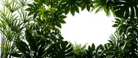 Tropical jungle foliage frame with lush green leaves creating natural border on white background for botanical design and nature-themed projects.