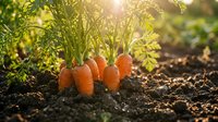 Fresh orange carrots growing in rich dark soil with green leafy tops in warm sunlight for organic farming and healthy vegetable garden harvest concepts.