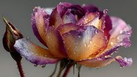 Purple and yellow rose with water droplets on petals after rain shower creating romantic floral photography for wedding invitations and greeting cards.