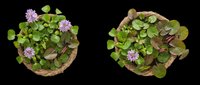 Water hyacinth plants with purple flowers in woven baskets, isolated on transparent background, ready for botanical clipart, stickers, t-shirt design, and print on demand use.