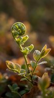 Young fern fiddlehead unfurling with morning dew drops in natural forest setting, new growth and spring awakening concept for nature photography.