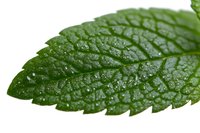 Fresh green mint leaf with detailed texture and water droplets on white background, macro photography showing natural veins and serrated edges. Isolated for design use.