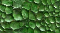 Macro view of emerald green reptilian scale pattern with organic cellular structure and textured surface creates natural abstract background for design projects.