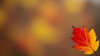 Vibrant autumn maple leaf with red and yellow colors against warm blurred background for seasonal designs and fall decorations.
