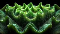 Close-up macro of green succulent plant with textured wavy leaves showing intricate patterns and natural geometric forms for botanical design projects.