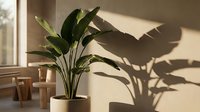 Large bird of paradise plant in white pot casting dramatic shadows on beige wall in sunlit modern interior room with natural lighting and minimalist decor.