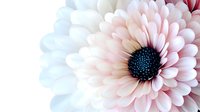Delicate pink and white osteospermum flower macro with dark center showing detailed petals and soft gradient colors against white background.