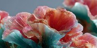 Vibrant coral and teal ruffled flowers with delicate translucent petals creating an artistic botanical display with soft gradient colors and organic textures.