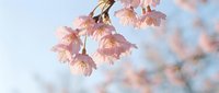Delicate pink cherry blossoms in full bloom against soft blue sky, spring flowering tree branch with tender petals creating dreamy seasonal atmosphere.