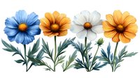 Colorful cosmos flowers in blue, orange and white with green leaves and stems on white background, botanical watercolor style illustration for decoration.