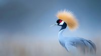 Elegant grey crowned crane with distinctive golden crest feathers against soft blue background, showcasing its remarkable plumage in natural habitat.