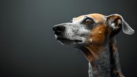 Dramatic side profile of alert Italian Greyhound dog with distinctive brown and gray coloring against dark background, showing elegant neck and pointed ears.