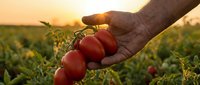 Fresh ripe tomatoes in farmer's hand at sunset in agricultural field. Organic farming, harvest season, healthy food production concept.