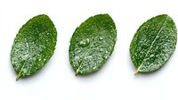 Fresh green citrus leaves with water drops arranged in row on white background, isolated botanical elements for natural design and food styling.