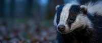 Young badger cub portrait in natural forest habitat with soft bokeh background for wildlife photography and nature conservation projects.