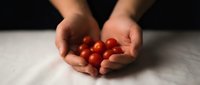 Hands gently holding fresh red cherry tomatoes on marble surface. Organic farming, healthy eating, vegetarian cooking ingredients concept.