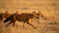 Golden hour coyote pack hunting in grassland prairie wilderness during sunset with warm lighting and natural wildlife behavior in their habitat.