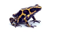 Poison dart frog with vibrant yellow and dark blue coloring, isolated on white background, suitable for educational materials, wildlife design projects, and nature-themed publications.