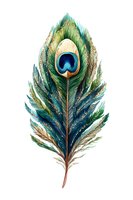 Ornate peacock feather with vibrant emerald, sapphire and gold tones isolated on white background, ready for design projects, clipart and decorative applications.