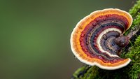 Colorful bracket fungus with concentric rings growing on moss-covered tree bark in natural forest environment showcasing organic patterns and textures.
