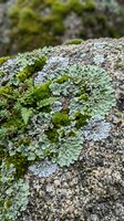 Moss and lichen growing on weathered granite rock surface in natural forest environment creating textured organic patterns for nature backgrounds.