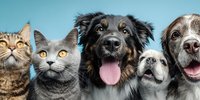 Group of happy pets including cats and dogs with tongues out posing together against blue background for veterinary care and animal friendship concepts.