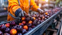 Worker in orange protective uniform sorting fresh dark red cherries on industrial conveyor belt. Quality control process at fruit processing facility.