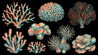 Coral and sea anemone illustrations isolated on transparent background. Vintage marine life designs ready for clipart, t-shirt designs, stickers, sublimation, print-on-demand products and digital crafts.