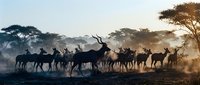 Silhouettes of impala antelope herd moving across dusty African savanna landscape at golden hour sunrise with acacia trees creating dramatic wildlife scene.