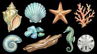 Seashell and starfish collection isolated on transparent background. Includes conch, scallop, sea star, coral, nautilus, stones, driftwood, seahorse, and sand dollar. Ready for clipart, t-shirt design, stickers, print-on-demand, and sublimation projects.