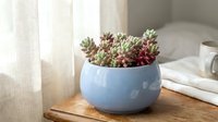 Succulent plants in blue ceramic pot on wooden table near window with natural light, home decor.