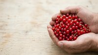 Fresh red currants held in open hands over wooden surface, ideal for food, nutrition, and healthy eating concepts.