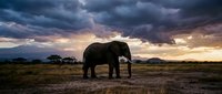 Majestic African elephant silhouetted against dramatic sunset sky with storm clouds over savanna landscape in wildlife reserve during golden hour.