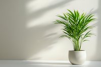 Green palm plant in white ceramic pot on white surface against light wall with natural shadow pattern, minimalist home decor composition.