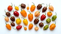 Colorful assortment of fresh hot chili peppers in various shapes and sizes arranged on white background. Spicy cooking ingredients for culinary recipes.
